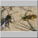Nomada lathburiana - Wespenbiene m18 10mm.jpg
